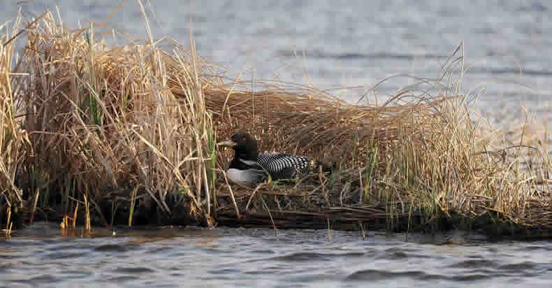 Minnesota state bird, the loon nesting on Star Lake