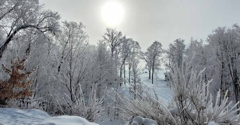 Snow Frosted Trees at Star Lake in Minnesota